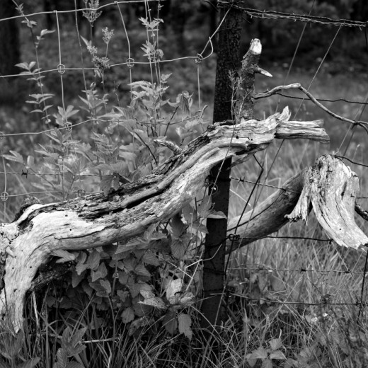 DSC_0502_1024