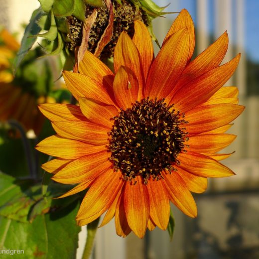 P1080499_72_900